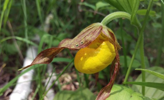 native yellow lady slipper