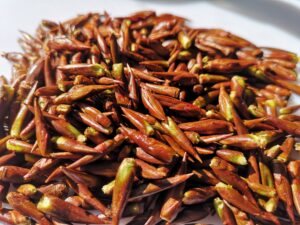Balsam Poplar buds